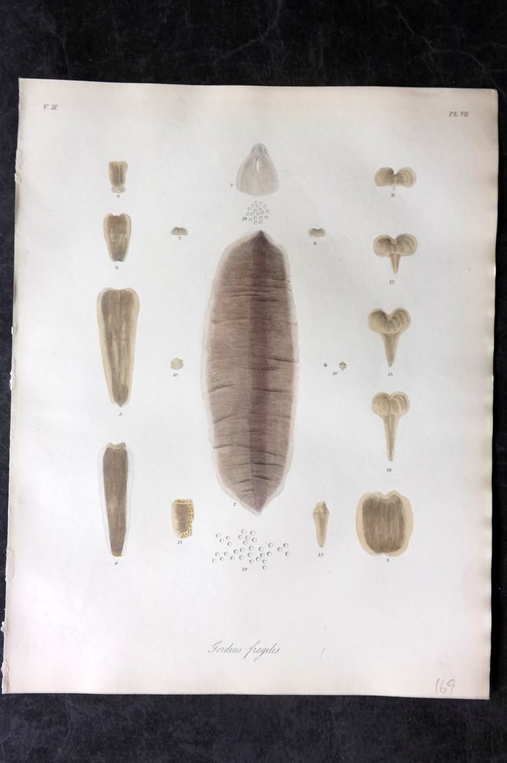 Dalyell. John 1853 Scarce Hand Col Print. Gordius Sea Long Worm 07: Hand Colored Etching Published 1851-58, London for "The Powers of the Creator displayed in the Creation..." by Sir John Graham Dalyell. Paper Size: 11 x 8.5 inch (28 x 22cm) Good Condition