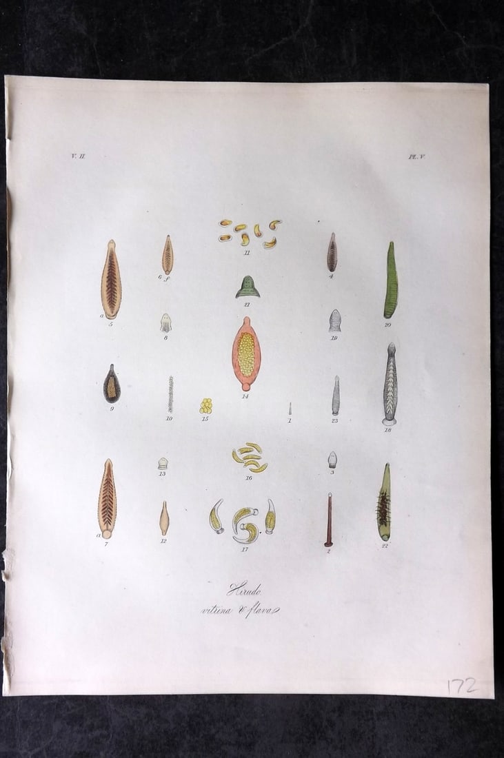 Dalyell. John 1853 Scarce Hand Col Print. Hirudo Glassy Leeches 05: Hand Colored Etching Published 1851-58, London for "The Powers of the Creator displayed in the Creation..." by Sir John Graham Dalyell. Paper Size: 11 x 8.5 inch (28 x 22cm) Good Condition