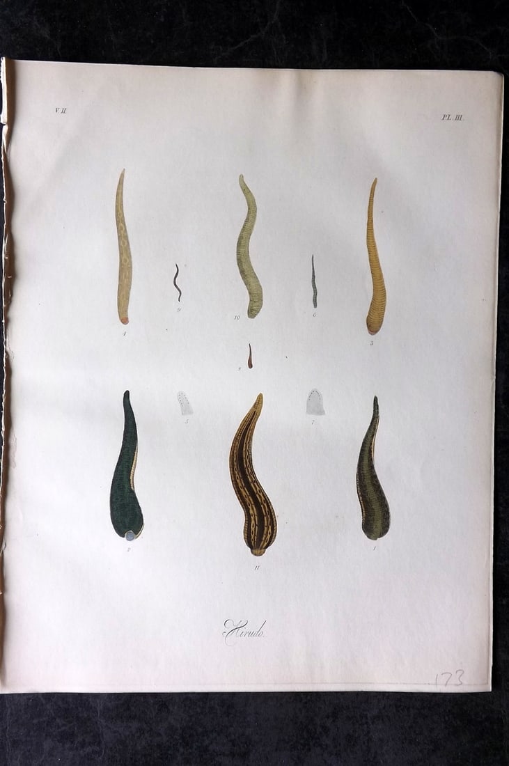 Dalyell. John 1853 Scarce Hand Col Print. Hirudo Horse Leech 03: Hand Colored Etching Published 1851-58, London for "The Powers of the Creator displayed in the Creation..." by Sir John Graham Dalyell. Paper Size: 11 x 8.5 inch (28 x 22cm) Good Condition