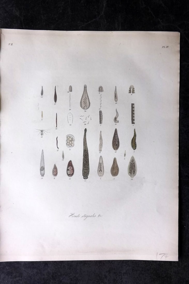 Dalyell. John 1853 Scarce Hand Col Print. Hirudo Leeches 04: Hand Colored Etching Published 1851-58, London for "The Powers of the Creator displayed in the Creation..." by Sir John Graham Dalyell. Paper Size: 11 x 8.5 inch (28 x 22cm) Good Condition