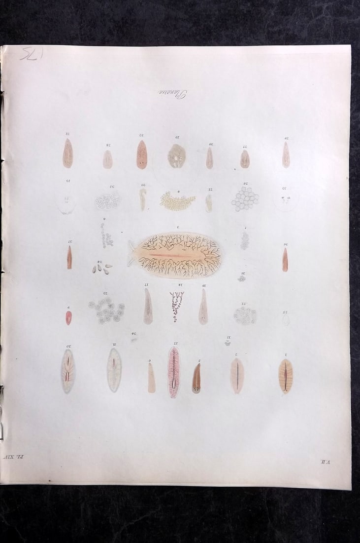 Dalyell. John 1853 Scarce Hand Col Print. Planaria Marine Worms 14: Hand Colored Etching Published 1851-58, London for "The Powers of the Creator displayed in the Creation..." by Sir John Graham Dalyell. Paper Size: 11 x 8.5 inch (28 x 22cm) Good Condition