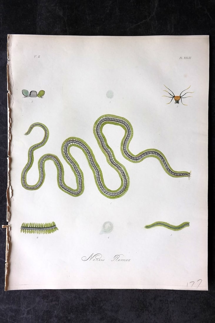 Dalyell. John 1853 Scarce Hand Col Print. Sea Worm - Nereis Remez 23: Hand Colored Etching Published 1851-58, London for "The Powers of the Creator displayed in the Creation..." by Sir John Graham Dalyell. Paper Size: 11 x 8.5 inch (28 x 22cm) Good Condition