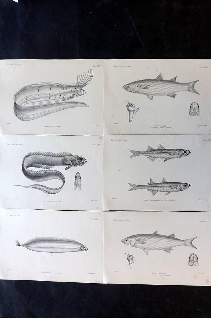 Day, Francis 1884 Lot of 6 Antique Fish Prints: Lithographs Published 1880-84, London for "The Fishes of Great Britain and Ireland" by Francis Day. Paper Size: 10 x 7 inch (26 x 18cm) Some tone spotting present. Good overall