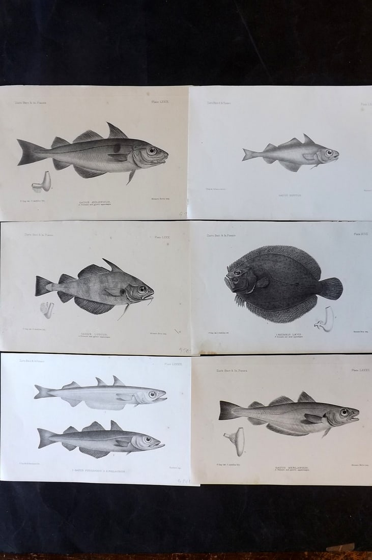 Day, Francis 1884 Lot of 6 Antique Fish Prints: Lithographs Published 1880-84, London for "The Fishes of Great Britain and Ireland" by Francis Day. Paper Size: 10 x 7 inch (26 x 18cm) Some tone spotting present. Good overall