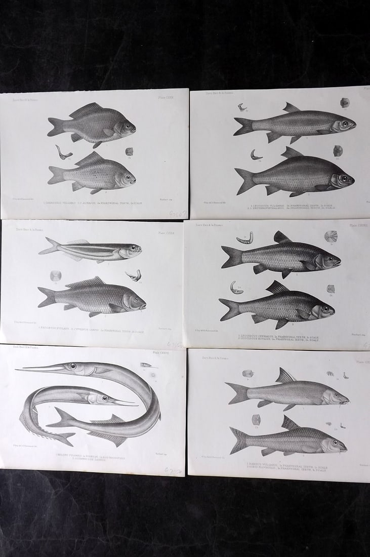 Day, Francis 1884 Lot of 6 Antique Fish Prints: Lithographs Published 1880-84, London for "The Fishes of Great Britain and Ireland" by Francis Day. Paper Size: 10 x 7 inch (26 x 18cm) Some tone spotting present. Good overall