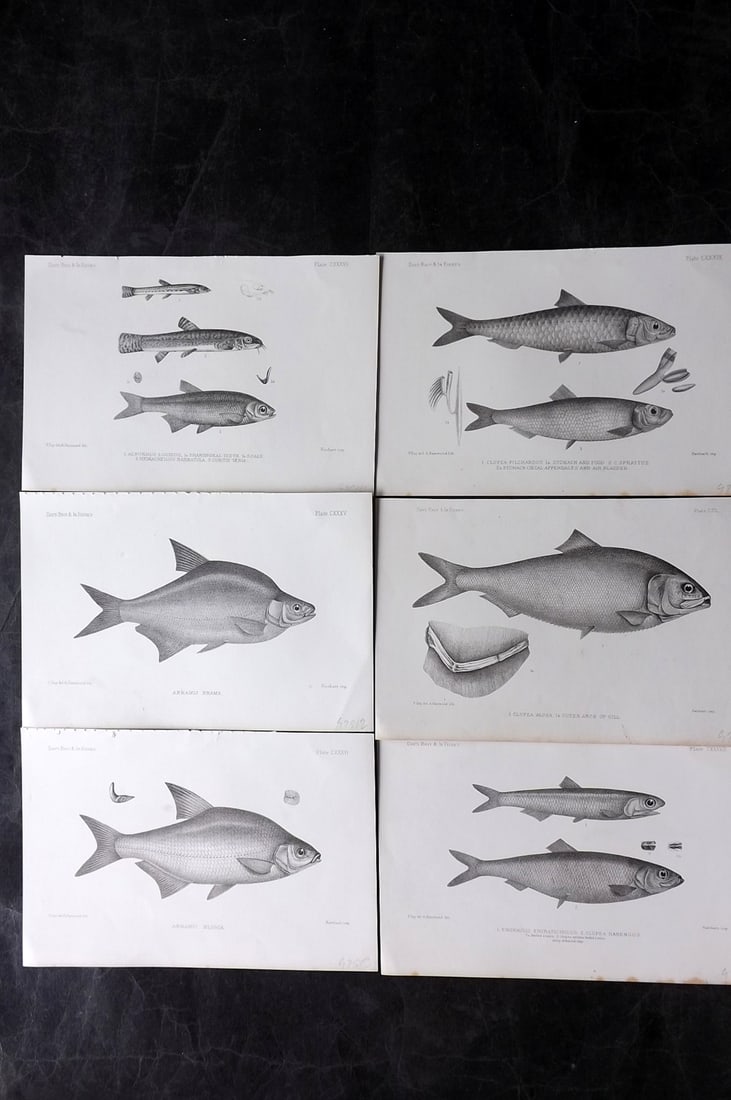Day, Francis 1884 Lot of 6 Antique Fish Prints: Lithographs Published 1880-84, London for "The Fishes of Great Britain and Ireland" by Francis Day. Paper Size: 10 x 7 inch (26 x 18cm) Some tone spotting present. Good overall