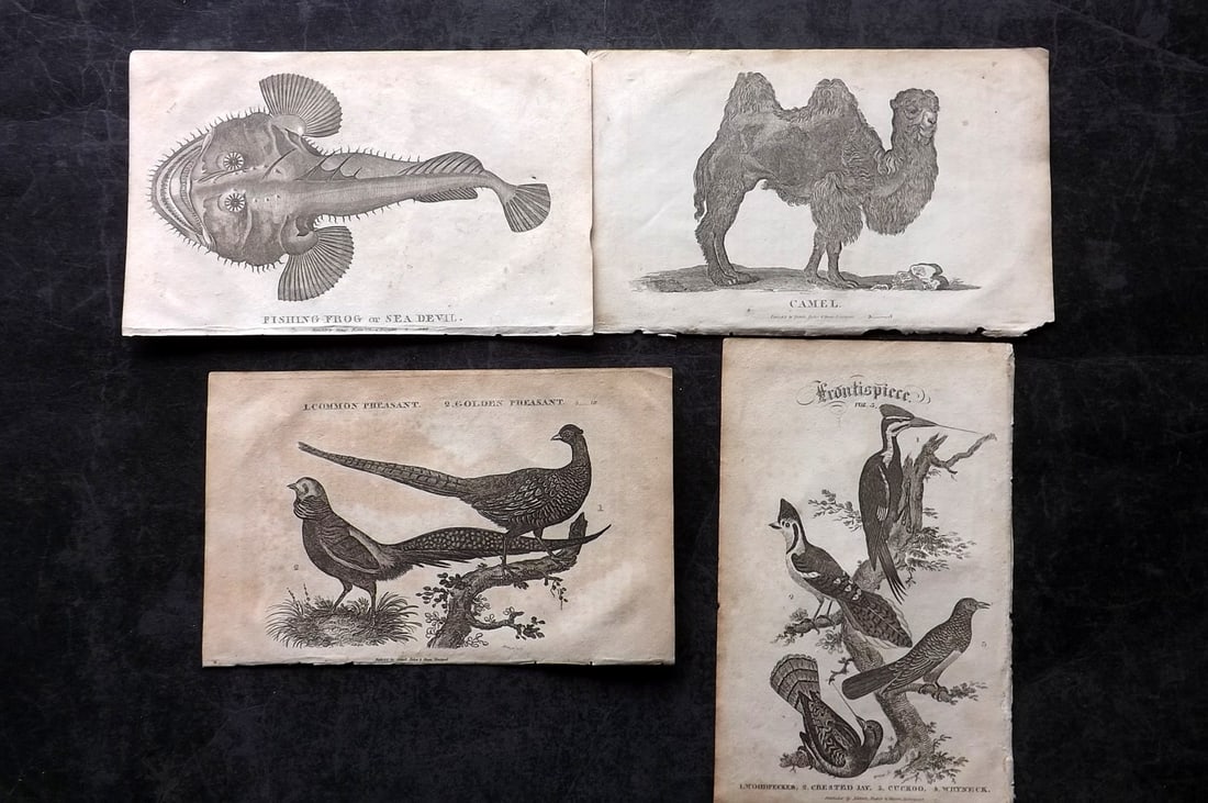 Goldsmith, Oliver C1815 Lot of 4 Prints. Birds & Natural History (1 of 2)