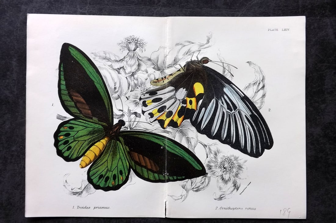 Lloyds's 1897 Double Butterfly Print. Troides, Ornithoptera (1 of 1)