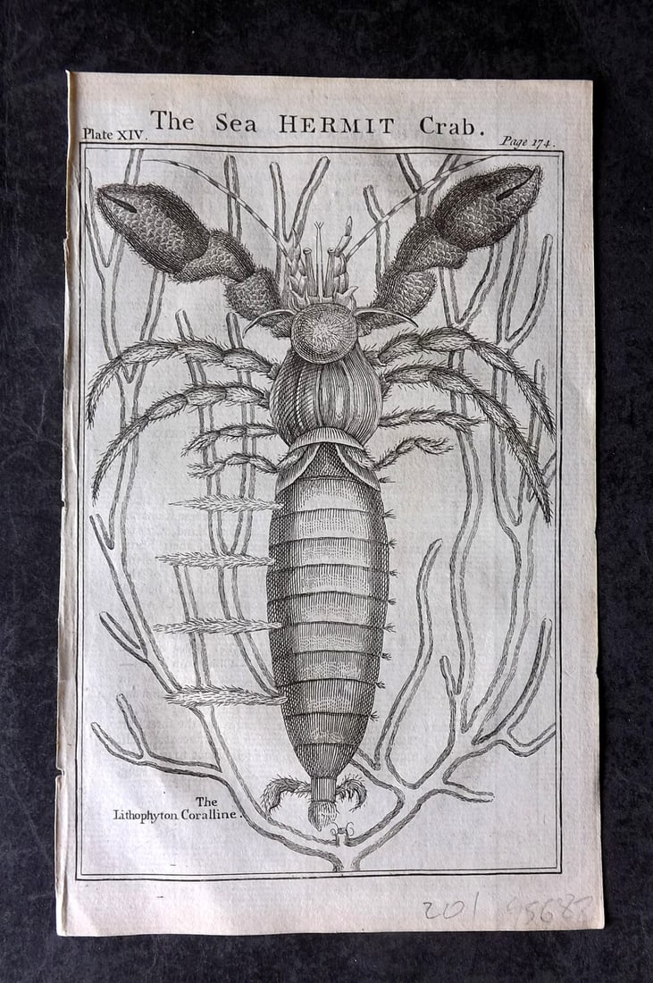 Martin, Benjamin 1781 Antique Print. Sea Hermit Crab (1 of 1)