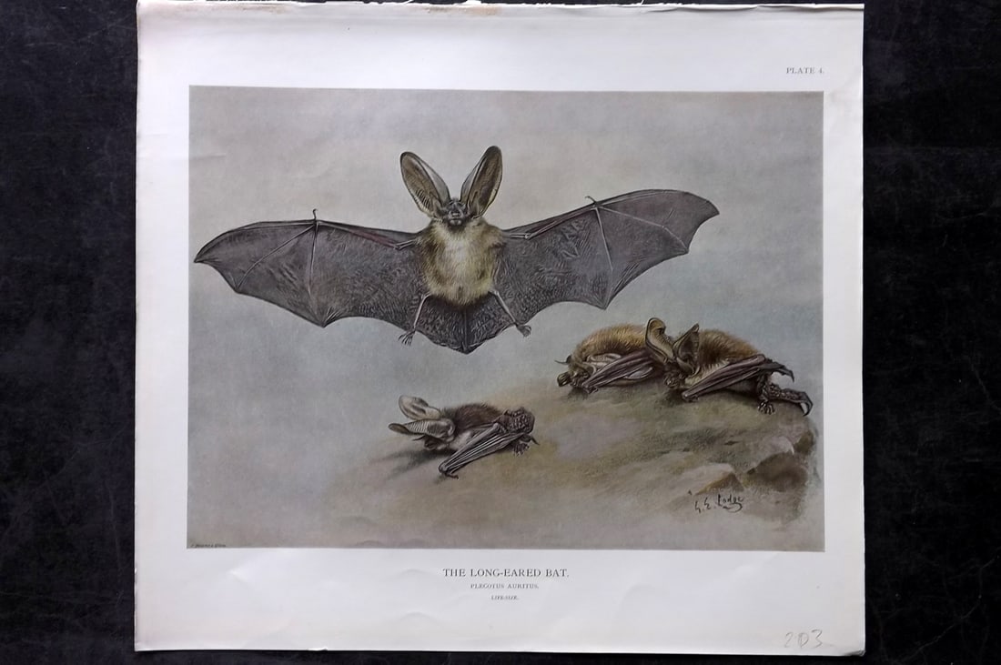 Millais, John 1904 Rare Folio Print. Bat - Long Eared (1 of 1)