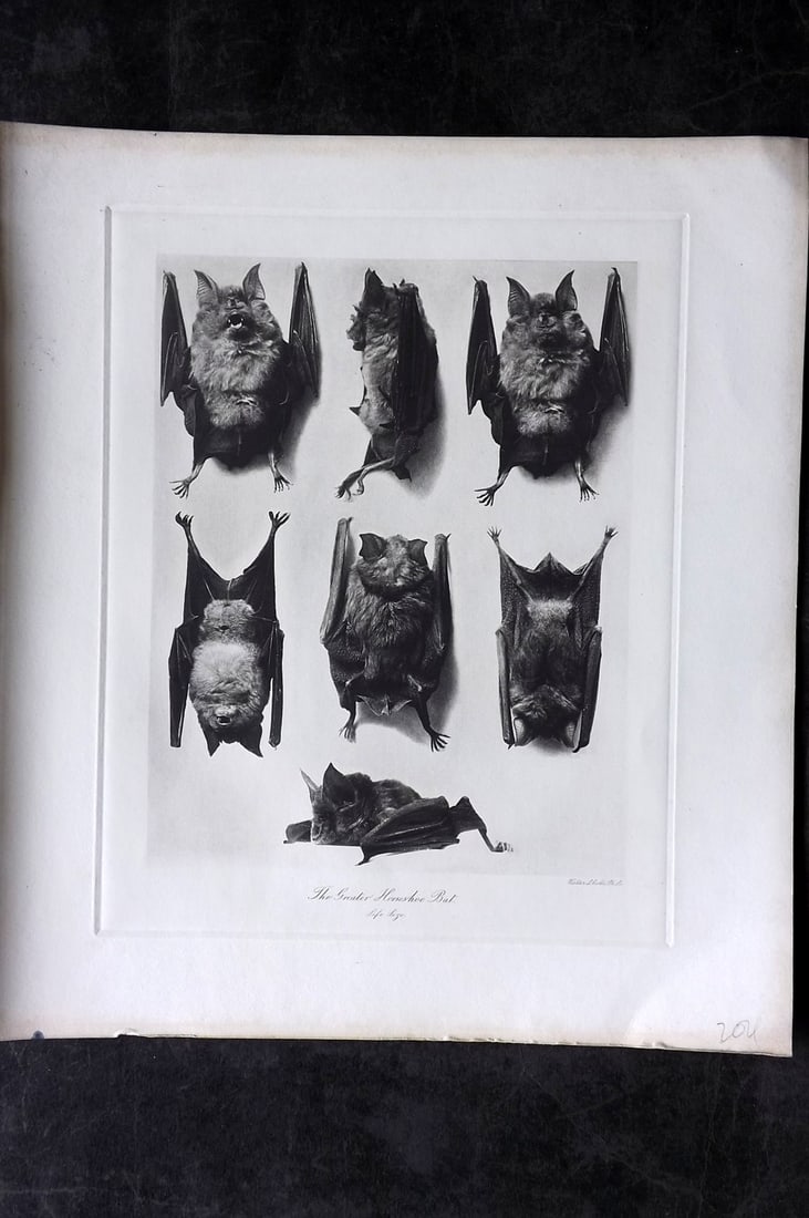 Millais, John 1904 Rare Folio Print. Bats - Greater Horseshoe: Photogravure Published 1904, London for "The Mammals of Great Britain and Ireland" by John Guille Millais. Illustrated by Archibald Thorburn, George Lodge and the Author. Rare - Limited Edition of 102