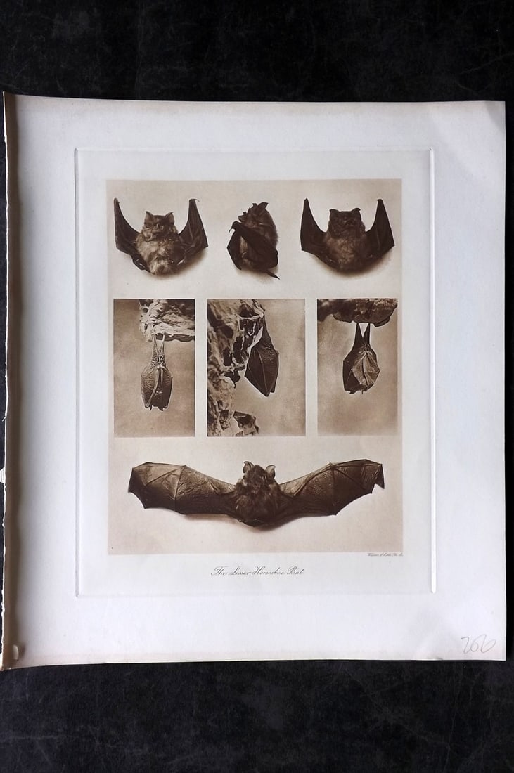 Millais, John 1904 Rare Folio Print. Bats - Lesser Horseshoe: Photogravure Published 1904, London for "The Mammals of Great Britain and Ireland" by John Guille Millais. Illustrated by Archibald Thorburn, George Lodge and the Author. Rare - Limited Edition of 102