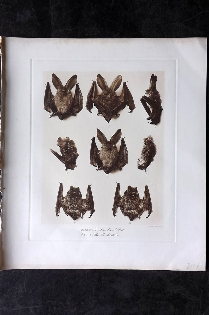 Millais, John 1904 Rare Folio Print. Bats - Long-Eared, Barbastelle: Photogravure Published 1904, London for "The Mammals of Great Britain and Ireland" by John Guille Millais. Illustrated by Archibald Thorburn, George Lodge and the Author. Rare - Limited Edition of 102