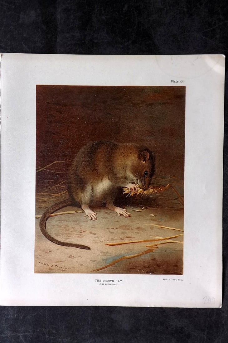 Millais, John 1904 Rare Folio Print. Brown Rat: Chromolithograph Published 1904, London for "The Mammals of Great Britain and Ireland" by John Guille Millais. Illustrated by Archibald Thorburn, George Lodge and the Author. Rare - Limited Edition of