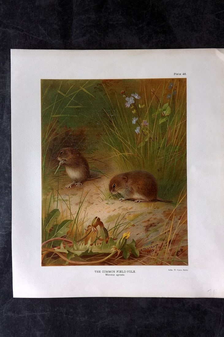 Millais, John 1904 Rare Folio Print. Common Field Vole (1 of 1)