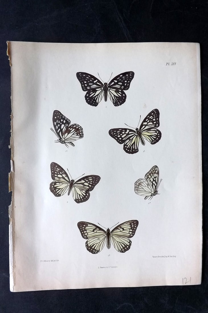 Moore, Frederic 1890's Rare Hand Col India Butterfly Print 201: Hand Colored Lithograph Published 1890-1913, London for "Lepidoptera Indica" by Frederic Moore. Fine hand colour heightened with Gum Arabic. Paper Size: 11.5 x 8.5 inch (29 x 22cm) Good Condition
