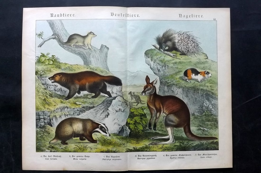 Schubert, Gotthilf C1880 Folio Print. Australia Kangaroo, Hedgehog, Badger: Folio Lithograph Published C1880, Hecklingen & Munich for "Naturgeschichte des Thierreichs?" by Gotthilf Heinrich von Schubert. Centre fold as published. Paper Size: 16 x 12.5 ich (40 x 32cm) Small bo