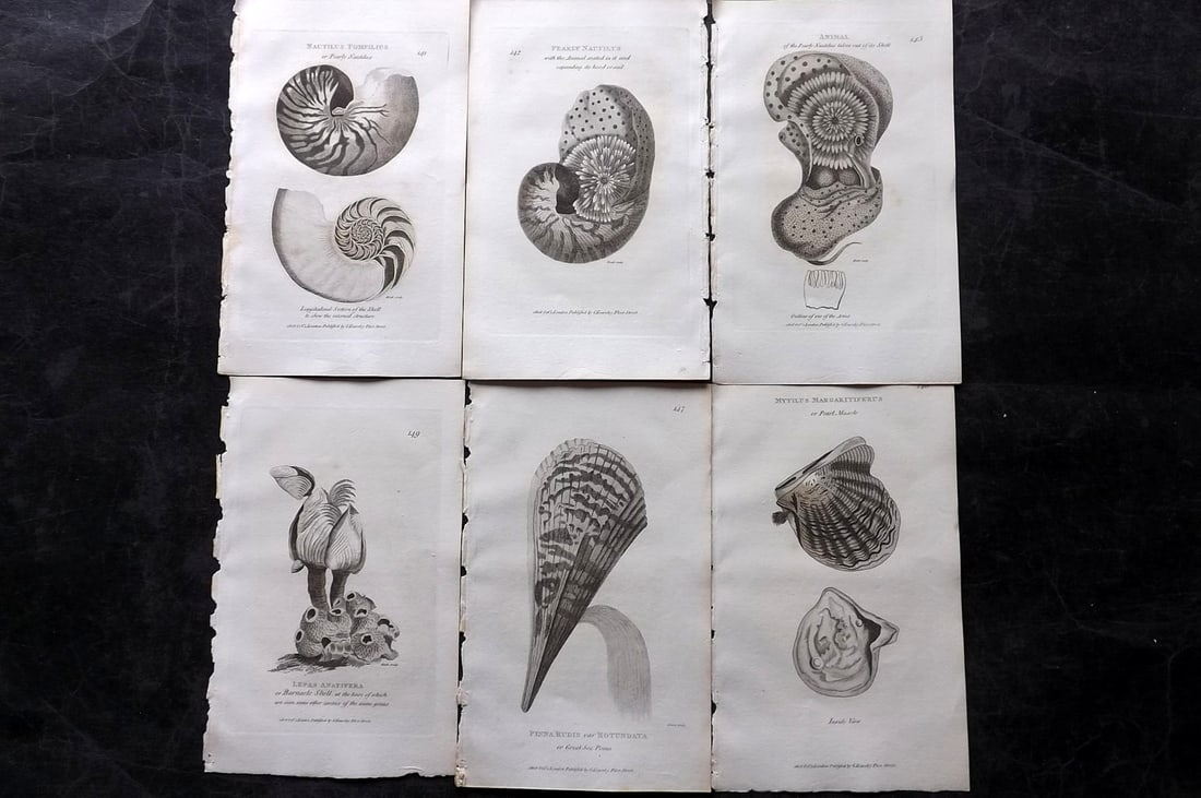 Shaw, George 1809 Lot of 6 Antique Shell Prints (1 of 2)
