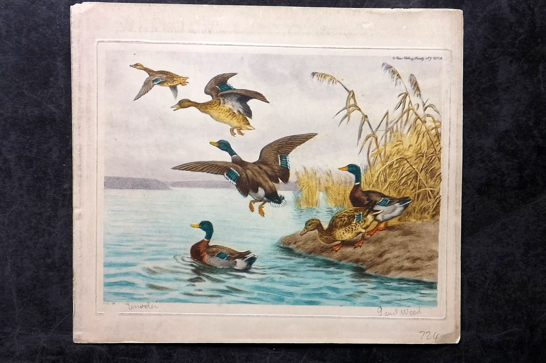 Wood, Paul C1935 Signed Bird Etching. Departure Geese Ducks (1 of 1)