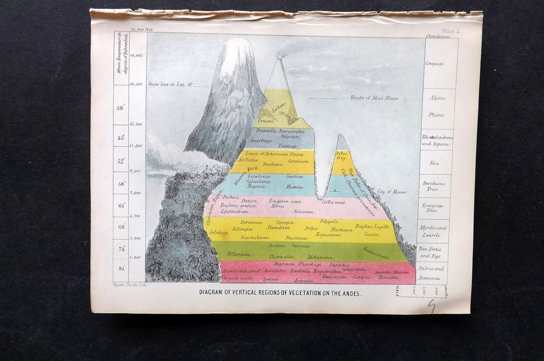 Daubeny, Charles 1855 HC Mountain Chart. Vegetation of the Andes (1 of 1)
