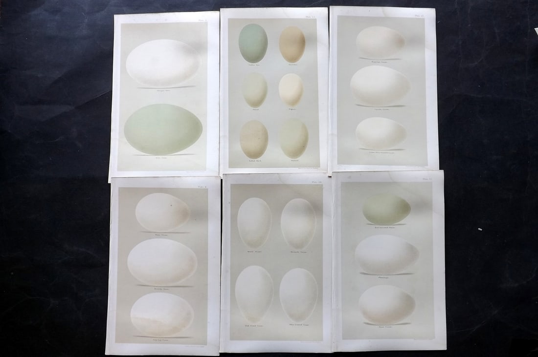 Seebohm, Henry 1896 Lot of 6 Bird Egg Prints: Chromolithographs Published 1896 by Pawson and Brailsford, Sheffield for "Coloured Figures of the Eggs of British Birds" By Henry Seebohm. Paper Size: 9.75 x 6 inch (25 x 16cm) Light water staining, o