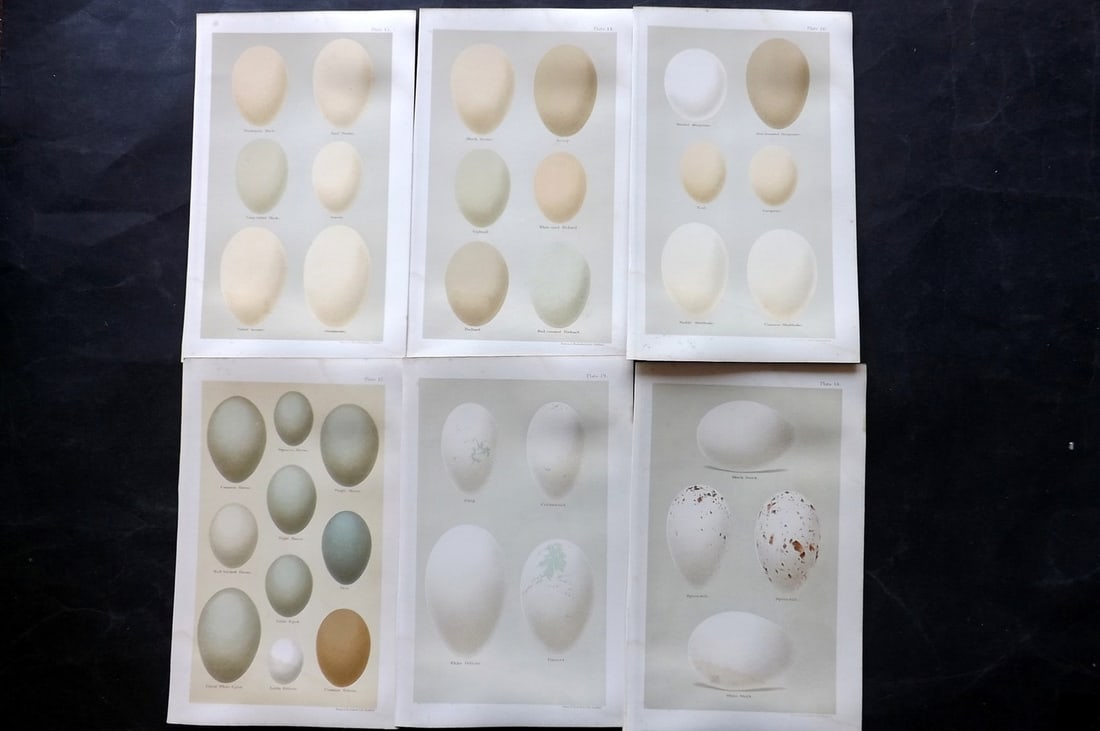 Seebohm, Henry 1896 Lot of 6 Bird Egg Prints: Chromolithographs Published 1896 by Pawson and Brailsford, Sheffield for "Coloured Figures of the Eggs of British Birds" By Henry Seebohm. Paper Size: 9.75 x 6 inch (25 x 16cm) Light water staining, o