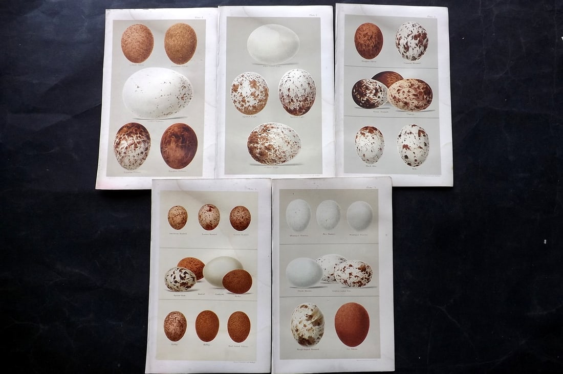 Seebohm, Henry 1896 Lot of 5 Bird Egg Prints: Chromolithographs Published 1896 by Pawson and Brailsford, Sheffield for "Coloured Figures of the Eggs of British Birds" By Henry Seebohm. Paper Size: 9.75 x 6 inch (25 x 16cm) Light water staining, o