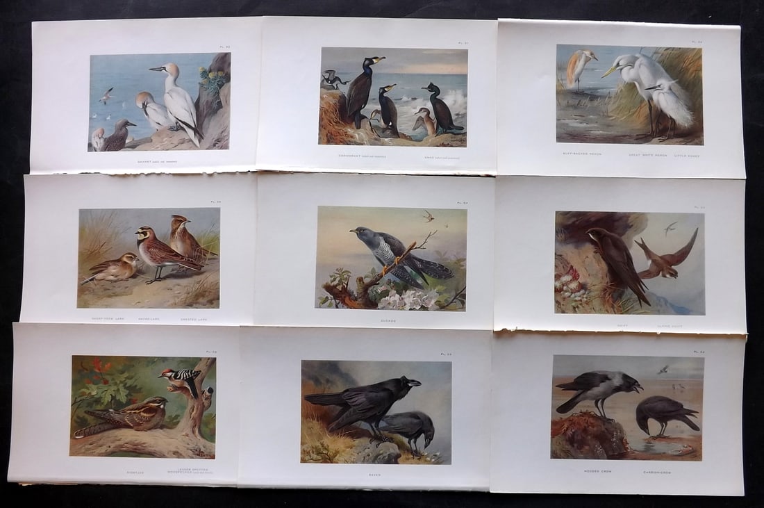 Thorburn, Archibald 1925 Lot of 9 Vintage Bird Prints: Vintage Offset Lithograph Published 1925-26, London for "British Birds" by Archibald Thorburn. Paper Size: 8.5 x 5.5 inch (22 x 14cm) Good Condition