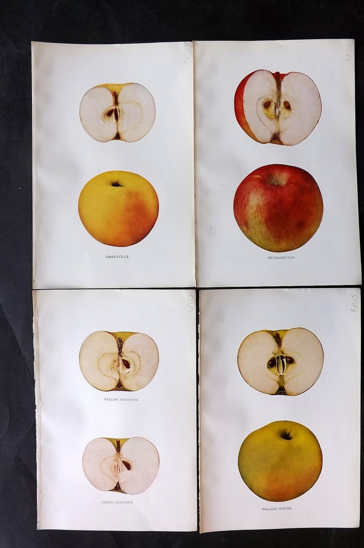 Beach, S A. 1905 Lot of 4 Fruit Prints. Apples of New York: Halftones Published 1905, Albany for "The Apples of New York" by S. A. Beach, N. O. Booth and O. M. Taylor. Paper Size: 9 x 6 inch (23 x 15cm) Good Condition