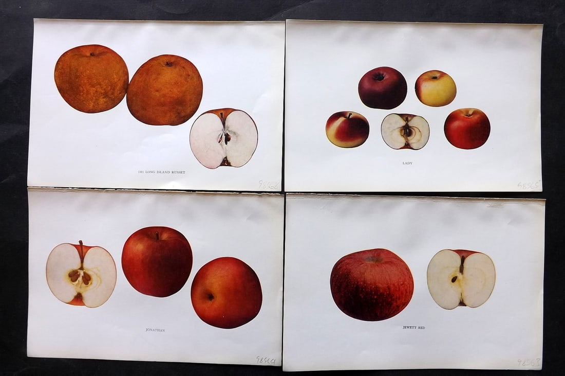 Beach, S A. 1905 Lot of 4 Fruit Prints. Apples of New York (1 of 2)