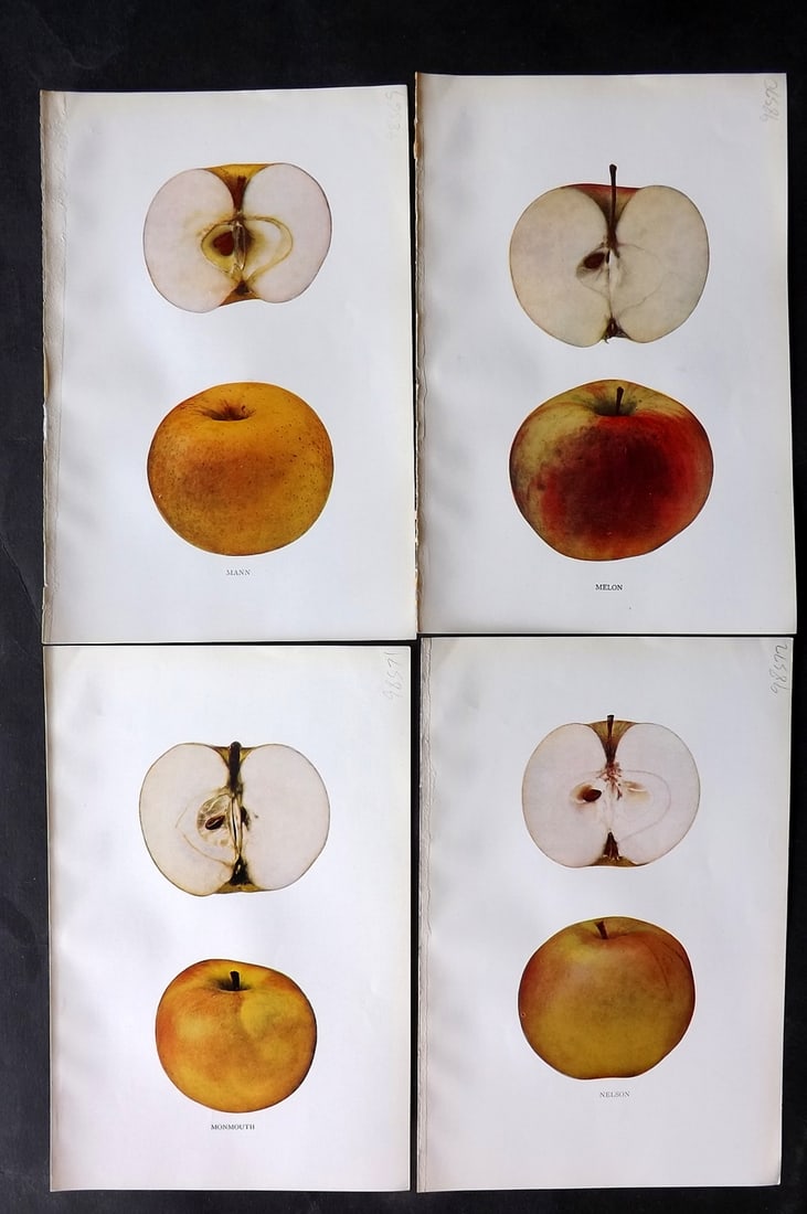 Beach, S A. 1905 Lot of 4 Fruit Prints. Apples of New York: Halftones Published 1905, Albany for "The Apples of New York" by S. A. Beach, N. O. Booth and O. M. Taylor. Paper Size: 9 x 6 inch (23 x 15cm) Good Condition