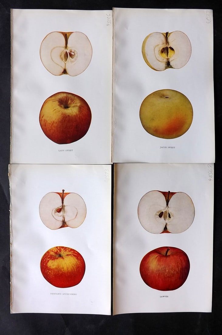 Beach, S A. 1905 Lot of 4 Fruit Prints. Apples of New York: Halftones Published 1905, Albany for "The Apples of New York" by S. A. Beach, N. O. Booth and O. M. Taylor. Paper Size: 9 x 6 inch (23 x 15cm) Good Condition