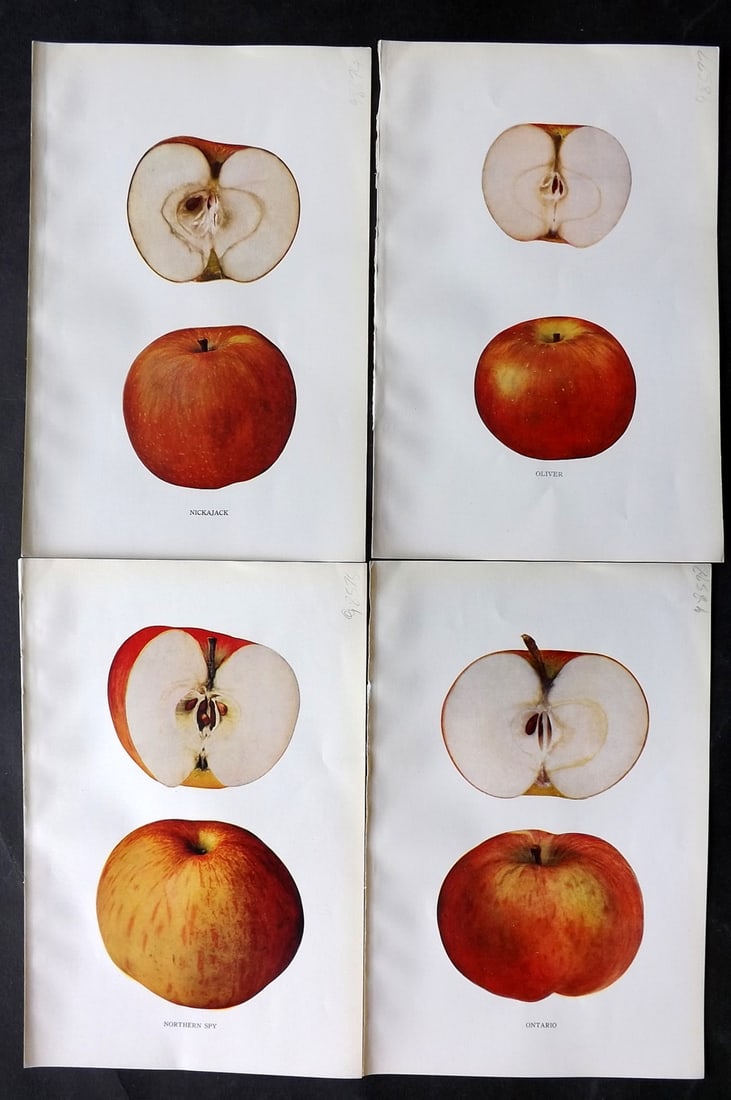 Beach, S A. 1905 Lot of 4 Fruit Prints. Apples of New York: Halftones Published 1905, Albany for "The Apples of New York" by S. A. Beach, N. O. Booth and O. M. Taylor. Paper Size: 9 x 6 inch (23 x 15cm) Good Condition