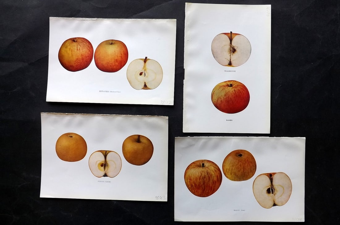 Beach, S A. 1905 Lot of 4 Fruit Prints. Apples of New York: Halftones Published 1905, Albany for "The Apples of New York" by S. A. Beach, N. O. Booth and O. M. Taylor. Paper Size: 9 x 6 inch (23 x 15cm) Good Condition