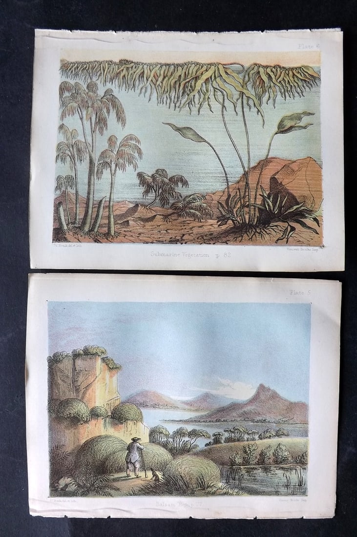 Daubeny, Charles 1855 Pair of Botanical Prints. Balsam Bog, Submarine Vegetation (1 of 1)