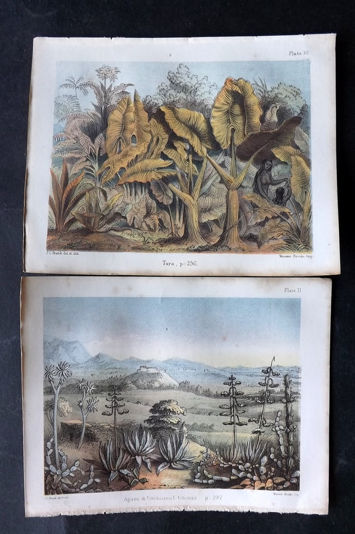 Daubeny, Charles 1855 Pair of Botanical Prints. Cactus & Tara (1 of 2)