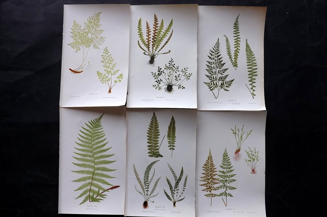 Druery, Charles C1910 Lot of 6 Antique Fern Prints: Offset Lithographs Published C1910, London for "British Ferns and Their Varieties" by Charles Druery. Paper Size: 8.5 x 5 inch (22 x 13cm) Good Condition