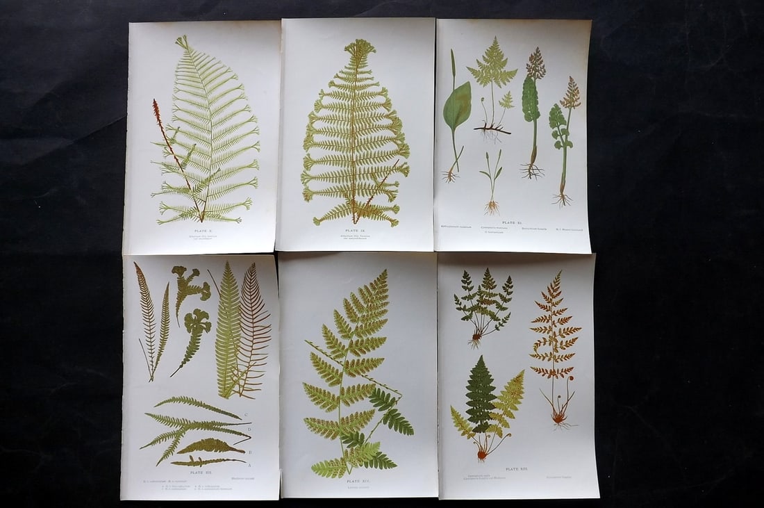 Druery, Charles C1910 Lot of 6 Antique Fern Prints: Offset Lithographs Published C1910, London for "British Ferns and Their Varieties" by Charles Druery. Paper Size: 8.5 x 5 inch (22 x 13cm) Good Condition