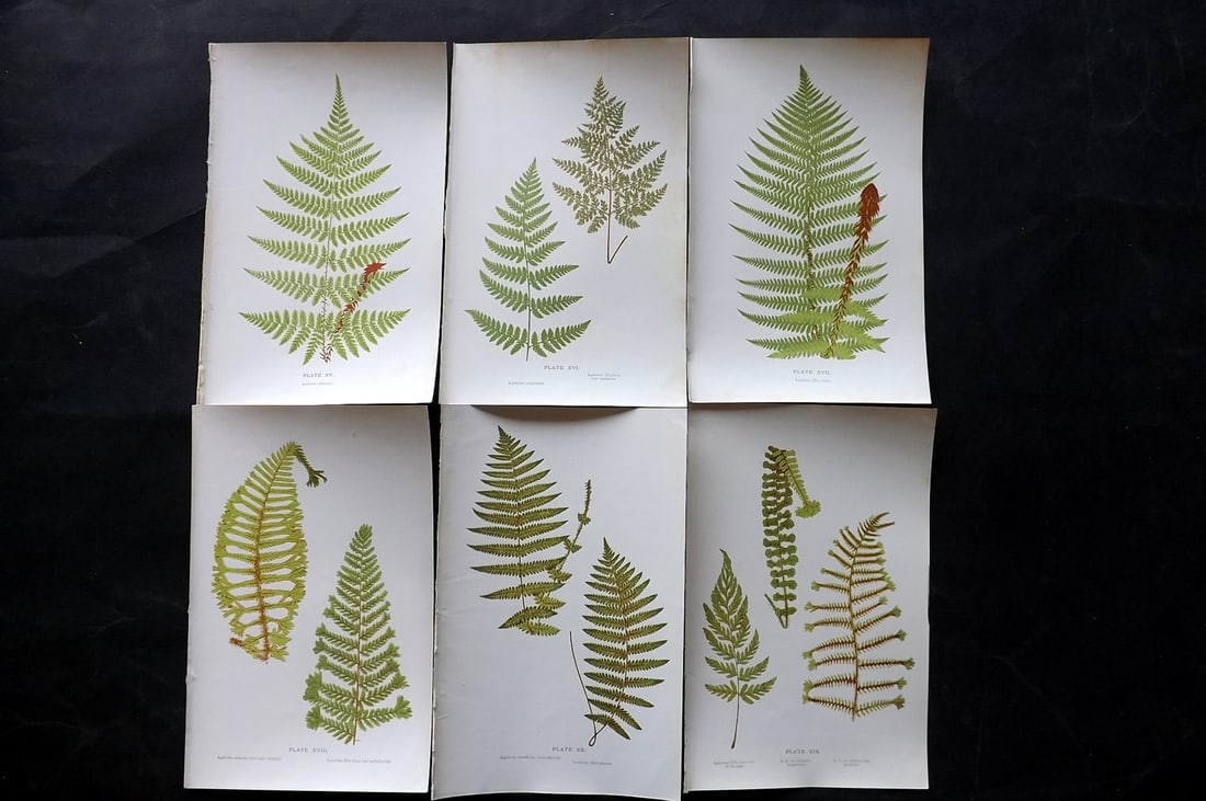 Druery, Charles C1910 Lot of 6 Antique Fern Prints: Offset Lithographs Published C1910, London for "British Ferns and Their Varieties" by Charles Druery. Paper Size: 8.5 x 5 inch (22 x 13cm) Good Condition