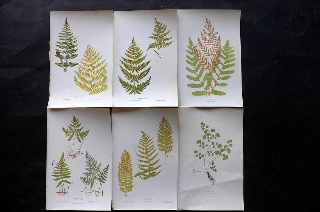 Druery, Charles C1910 Lot of 6 Antique Fern Prints: Offset Lithographs Published C1910, London for "British Ferns and Their Varieties" by Charles Druery. Paper Size: 8.5 x 5 inch (22 x 13cm) Good Condition