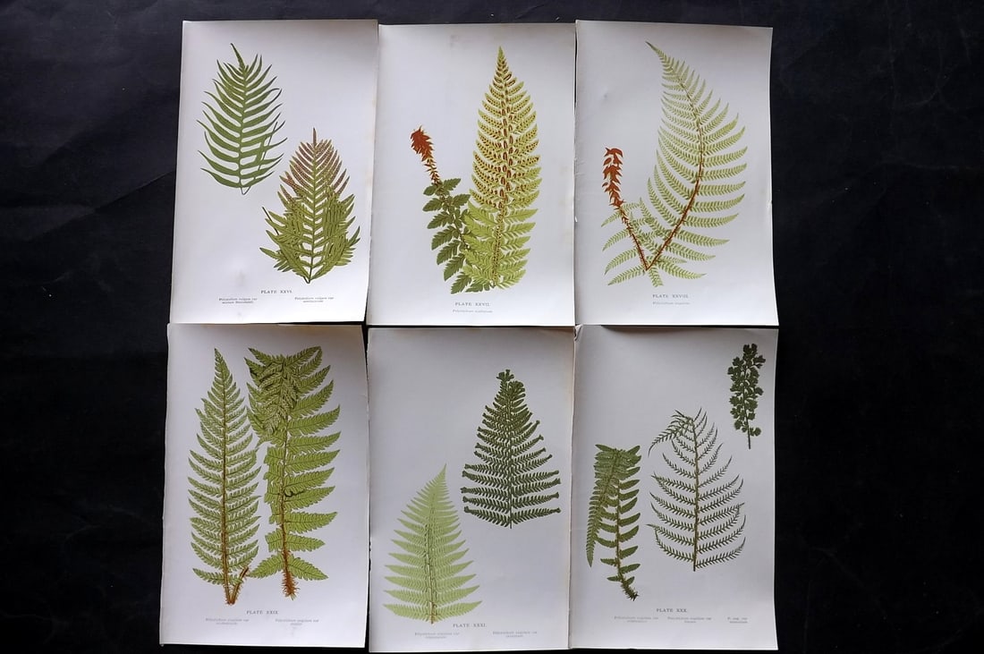 Druery, Charles C1910 Lot of 6 Antique Fern Prints: Offset Lithographs Published C1910, London for "British Ferns and Their Varieties" by Charles Druery. Paper Size: 8.5 x 5 inch (22 x 13cm) Good Condition