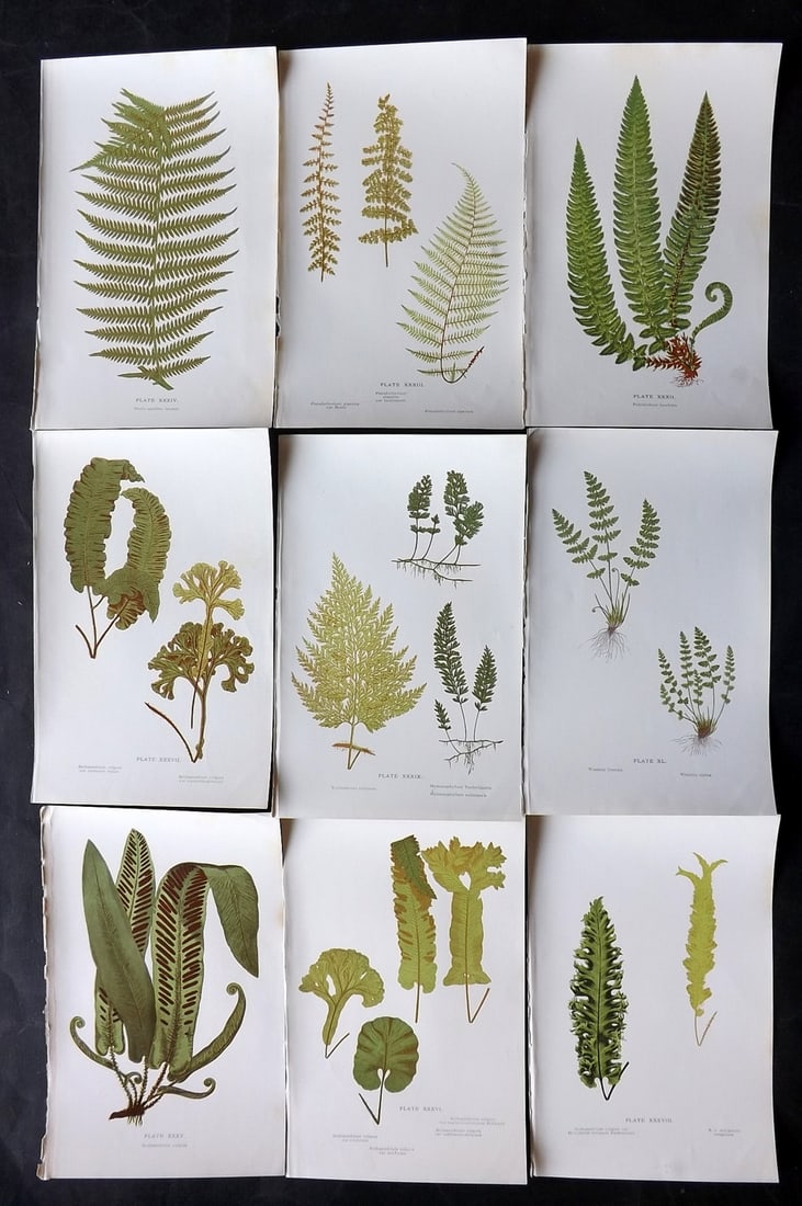 Druery, Charles C1910 Lot of 9 Antique Fern Prints: Offset Lithographs Published C1910, London for "British Ferns and Their Varieties" by Charles Druery. Paper Size: 8.5 x 5 inch (22 x 13cm) Good Condition