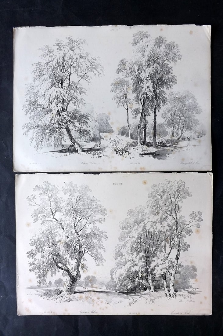 Harding, J. D. 1850 Pair of Folio Antique Tree Prints (1 of 2)