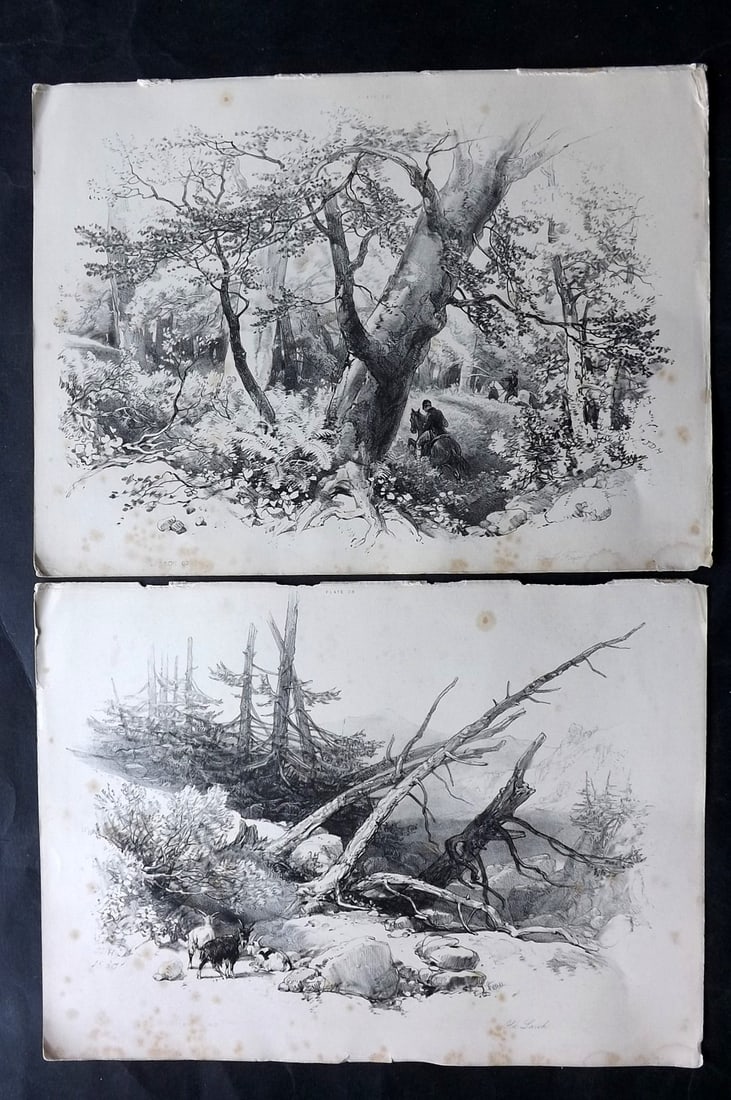 Harding, J. D. 1850 Pair of Folio Antique Tree Prints (1 of 2)