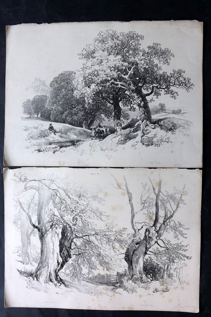 Harding, J. D. 1850 Pair of Folio Antique Tree Prints (1 of 2)