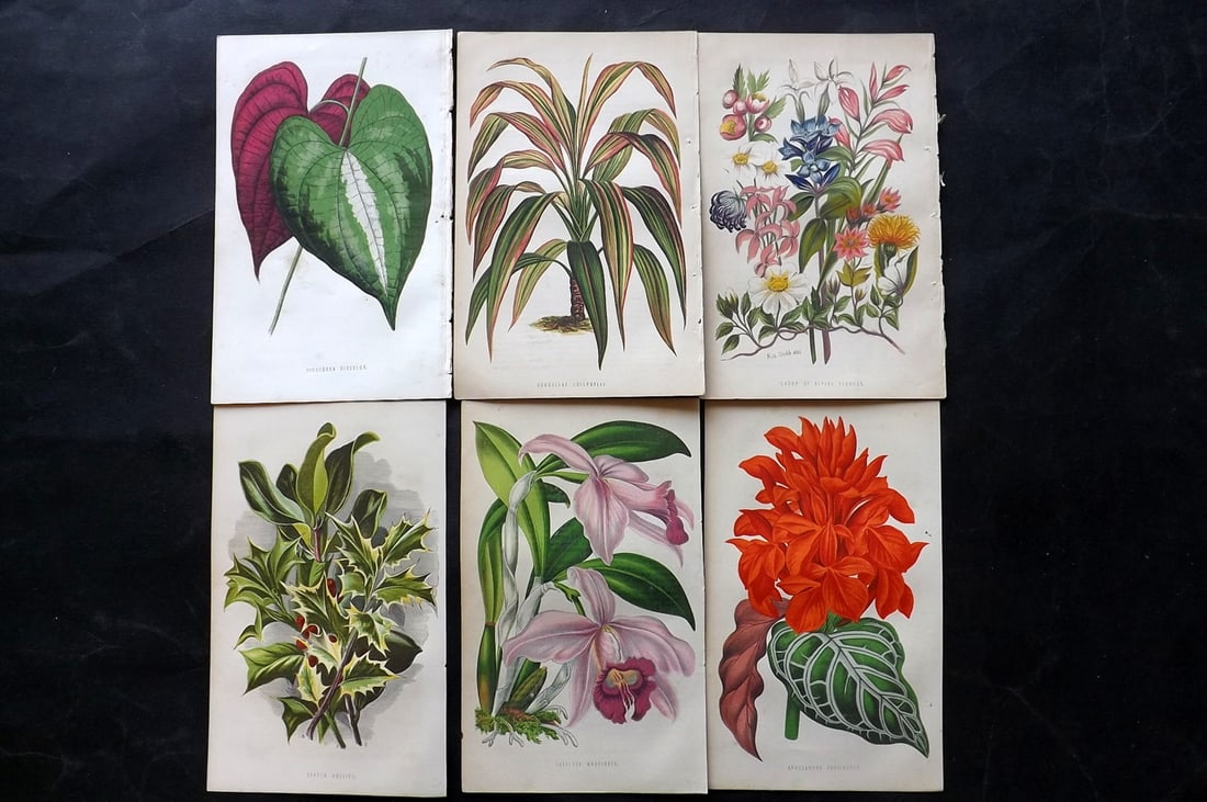 Hibberd, Shirley C1870 Lot of 6 Antique Botanical Prints (1 of 2)