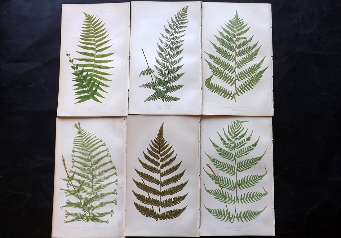 Lowe, Edward 1856 Lot of 6 Antique Fern Prints (1 of 2)
