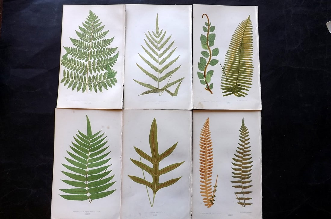 Lowe, Edward 1856 Lot of 6 Antique Fern Prints: Woodblocks Published 1856-60 by Groombridge and Sons, London for "Ferns: British and Exotic" by Edward Lowe. Illustrated by A.F. Lydon. Printed by Benjamin Fawcett. Paper Size: 10 x 6 inch (25 x 15cm)
