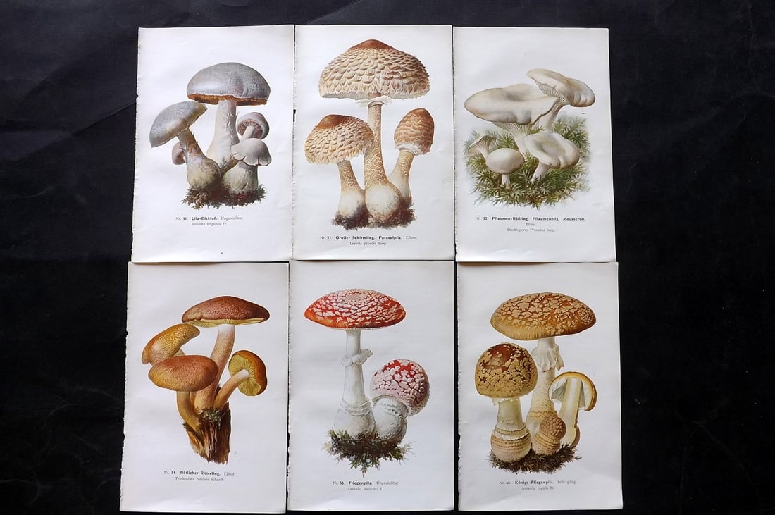 Michael, Edmund 1907 Lot of 6 Antique Mushroom Prints (1 of 2)