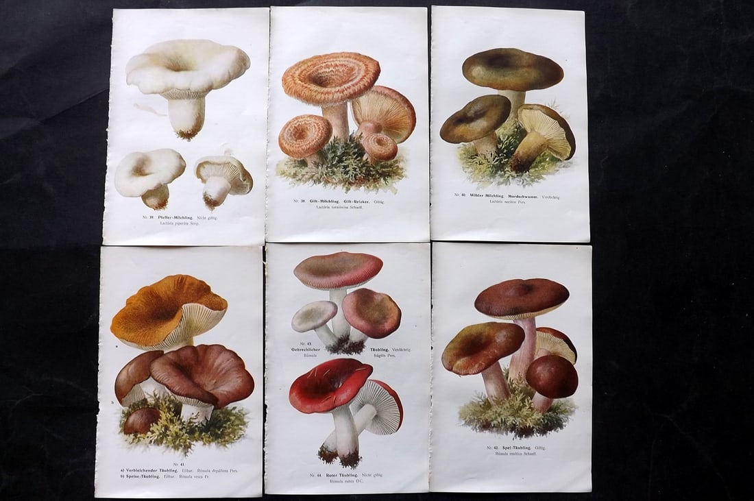 Michael, Edmund 1907 Lot of 6 Antique Mushroom Prints: Offset Lithograph Published 1907, Zwickau, Germany for "Fuhrer fur Pilzfreunde" by Edmund Michael. Paper Size: 8 x 5 inch (20 x 13cm) Text to the reverse but none showing through front side. Some with